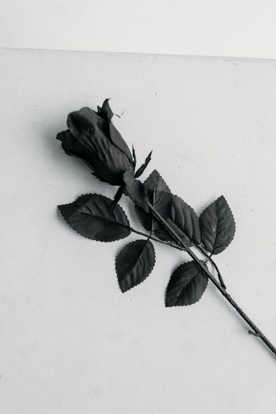 Zwarte roos